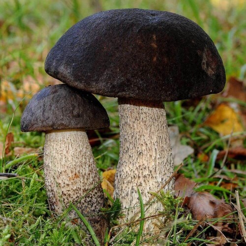 Grzybnia Koźlarz czarnobrązowy ziarno 10g