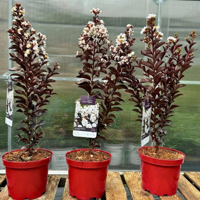 Lagerstroemia-LUNAR-MAGIC-indica-duza-sadzonka-z-kwiatami.jpg