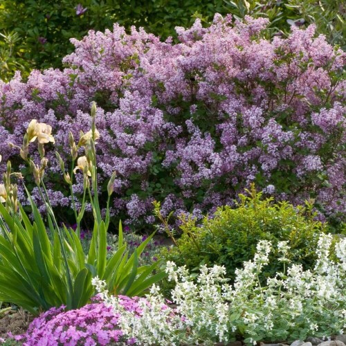 Lilak Majera PALIBIN sadzonka C2