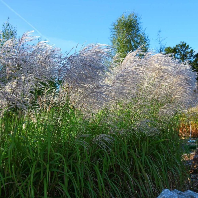 Miskant-Chinski-Silberfeder-Miscanthus-sinensis-Sadzonka-1.jpg