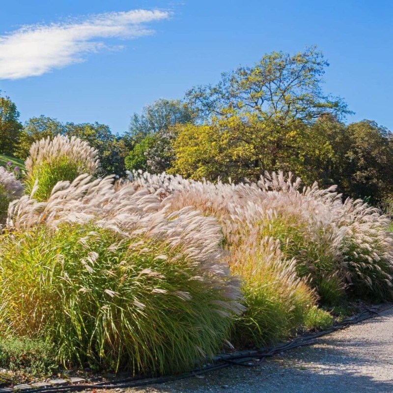 Miskant-Olbrzymi-Miscanthus-giganteus-Sadzonka-C1.jpg