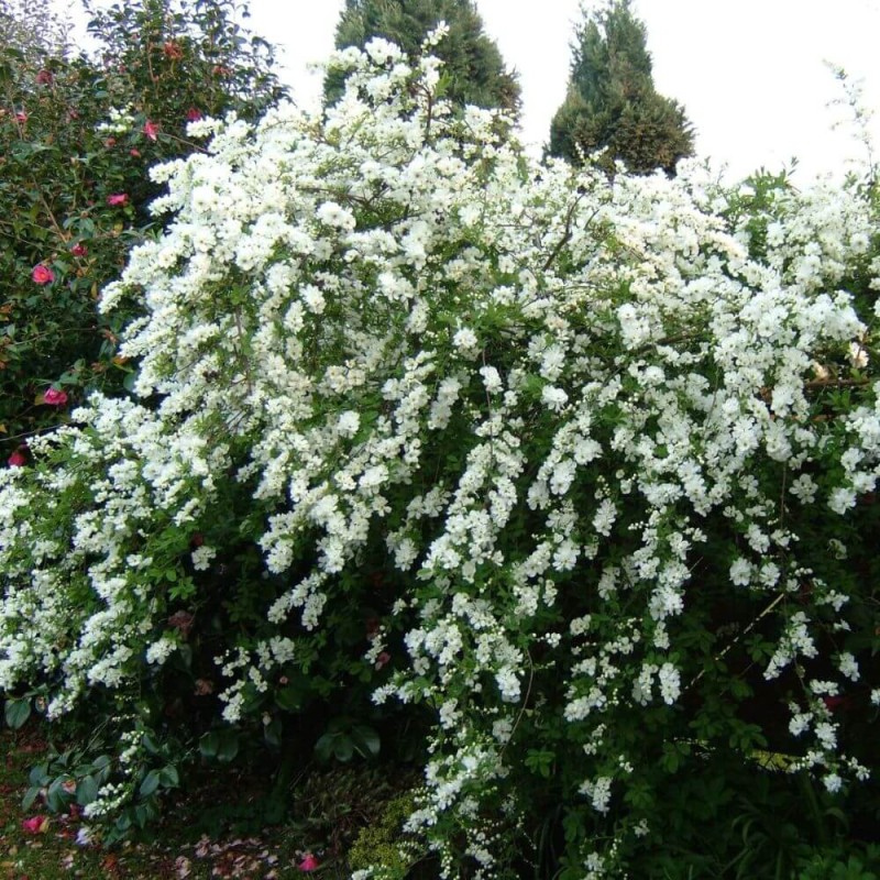 Obiela-groniasta-NIAGARA-PBR-Exochorda-racemosa-Sadzonka-C2--3.jpg