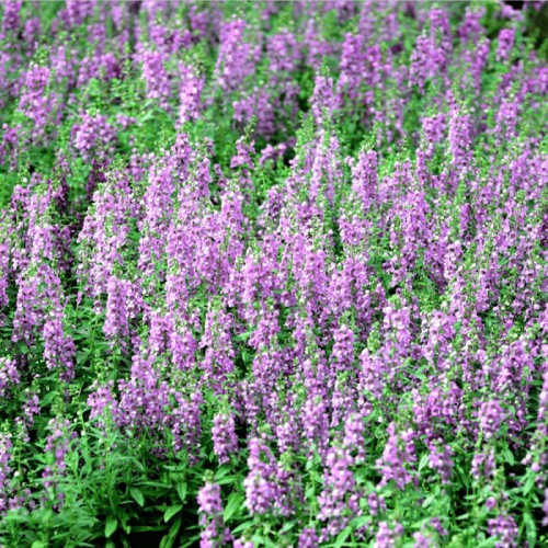 Kocimiętka Pink Cat sadzonka