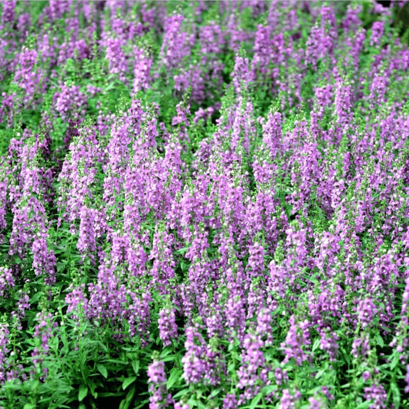 Kocimiętka 'Pink Cat' (Nepeta nervosa) Sadzonka (1).jpg