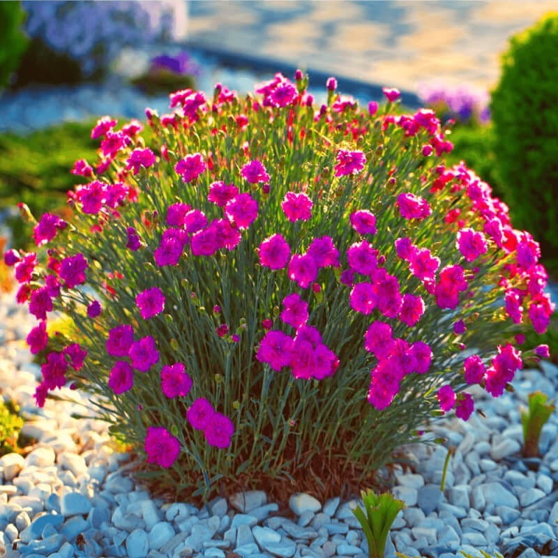 Goździk karminowo-czerwony (Dianthus deltoides) nasiona 0,3g (1).jpg