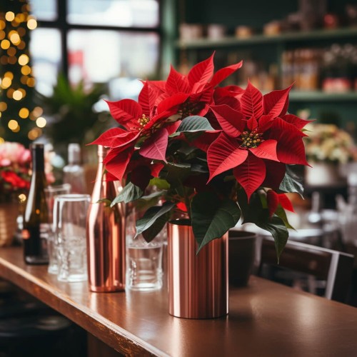 Gwiazda betlejemska czerwona Poinsecja roślina domowa P10