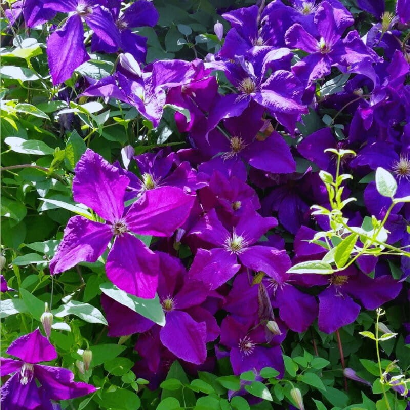 Powojnik Późny Polish Spirit (Clematis) Sadzonka C2 (1).jpg