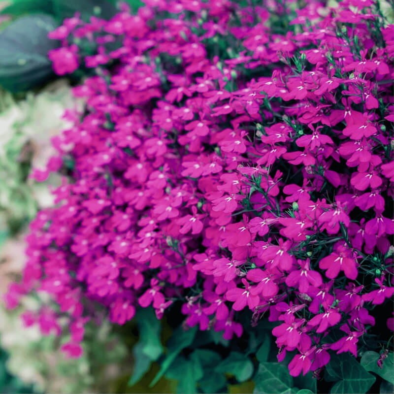 Lobelia przylądkowa, Stroiczka karminowoczerwona nasiona 0,1g (1).jpg