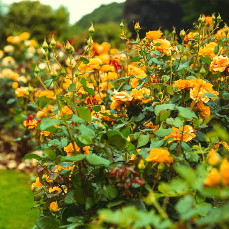 Róża rabatowa 'żółto- pomarańczowa' (Rosa) Sadzonka C2.jpg