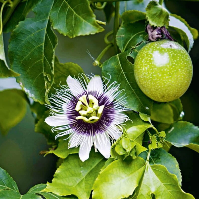 Męczennica biała (Passiflora capsularis) nasiona (1).jpg