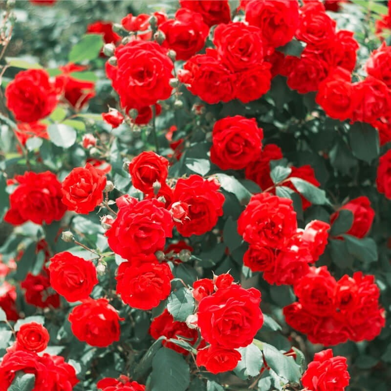 Róża pnąca 'czerwona' (Rosa) Sadzonka C2 (4).jpg