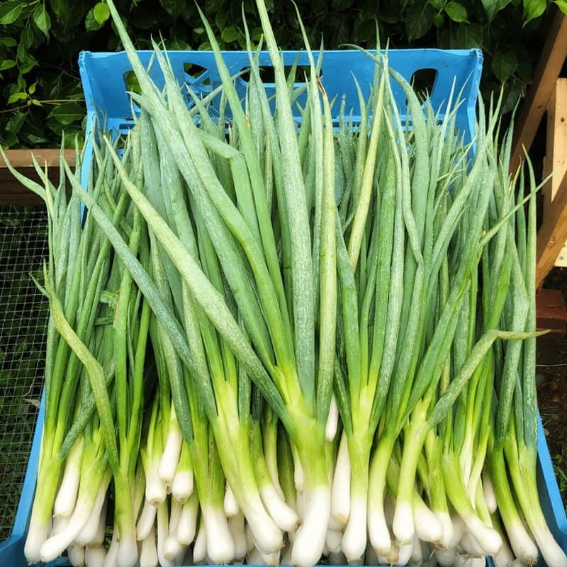 Cebulka siedmiolatka (Allium fistulosum) Sadzonka P9 (3).jpg