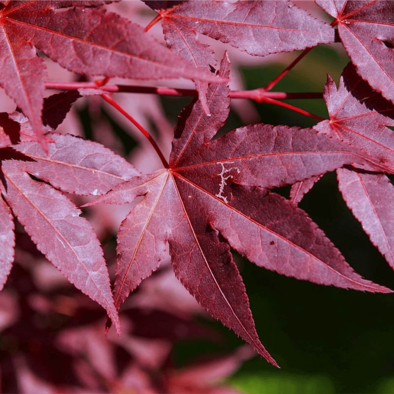 Klon Palmowy ATROPURPUREUM (Acer palmatum Atropurpureum) Sadzonka C2 (4).jpg