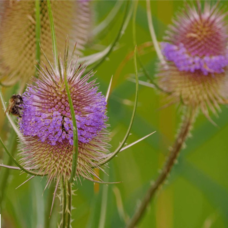 Szczeć różowa (Dipsacus sativus) nasiona 0,5g (1).jpg