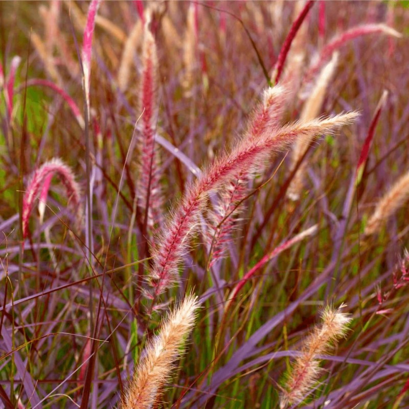 Rozplenica FIREWORKS (Pennisetum setaceum) Sadzonka (2).jpg