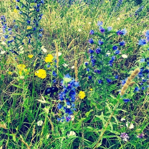 Mieszanka roślin przyciągająca trzmiele nasiona 500g