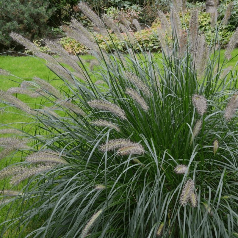 Rozplenica Piórkowa Red Head (Pennisetum) Sadzonka XL-C5 (2).jpg
