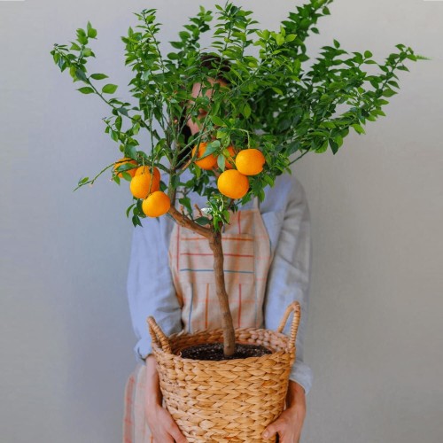 Pomarańcza Chińska Orange Juice sadzonka P12