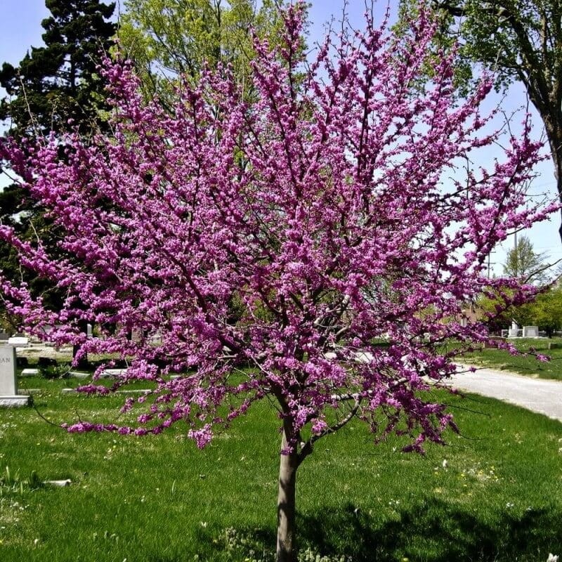 Judaszowiec-Poludniowy-Cercis-siliquastrum-nasiona--3.jpg