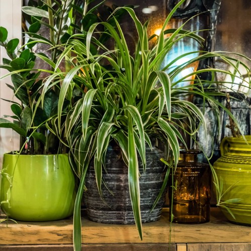 Zielistka Atlantic (Chlorophytum comosum roślina domowa P12