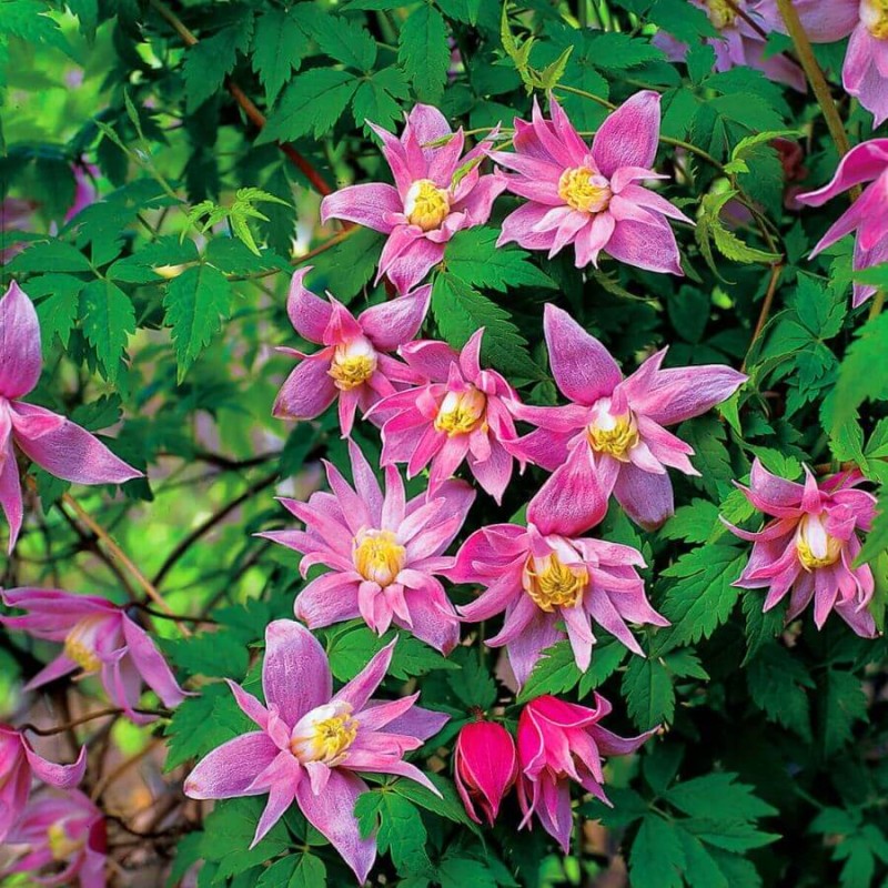 Powojnik-Botaniczny-Markhams-Pink-Clematis-Sadzonka-C1-1.jpg