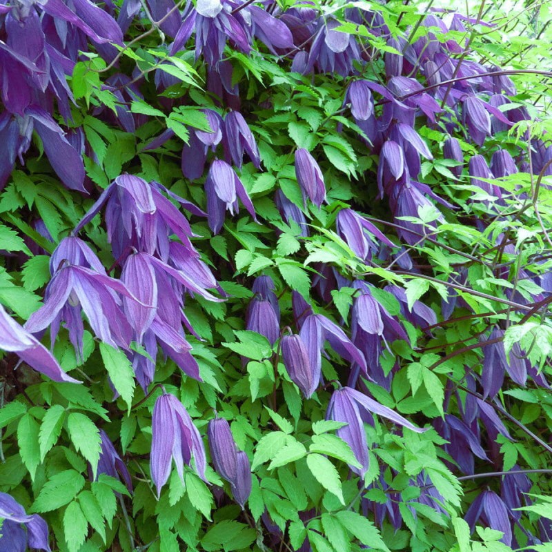 Powojnik-Botaniczny-Purple-Spider-Clematis-Sadzonka-C1-1.jpg