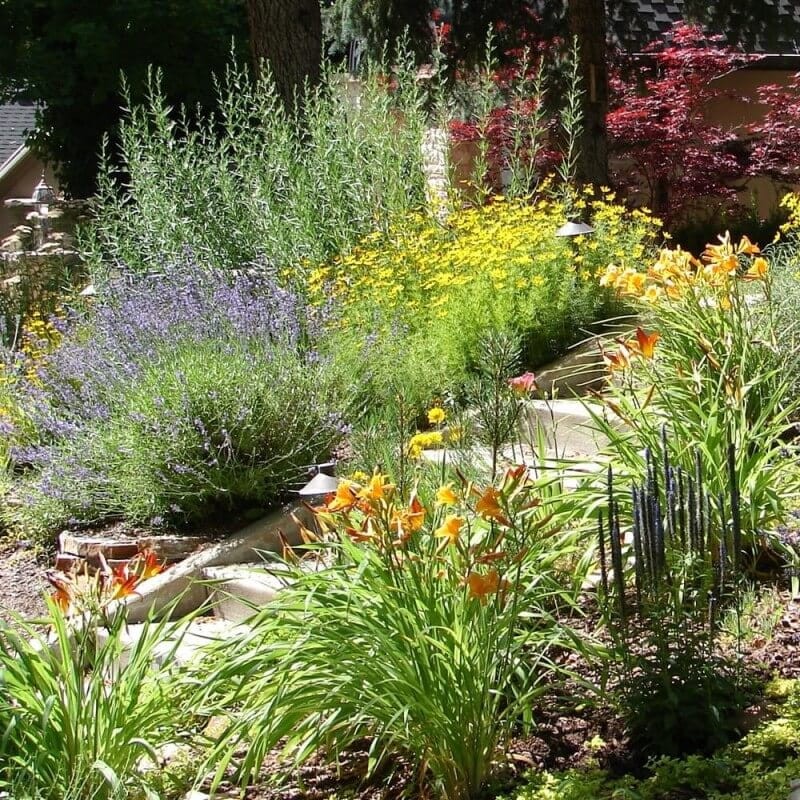 Sloneczniczek,-Heliopsis-Heliopsis-scabra-nasiona-0,5g--1-1.jpg