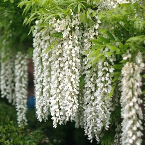 Wisteria Glicynia Kwiecista Shiro Noda 3 letnia sadzonka 60-90Cm