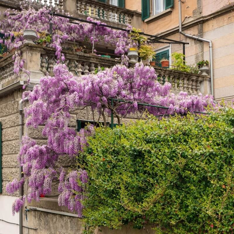 Wisteria-Glicynia-Kwiecista-Kuchi-beni-Wisteria-floribunda-3Letnia-Sadzonka-60-90Cm-1.jpg