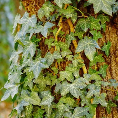 Bluszcz Pospolity białystok 3 letnia sadzonka C2