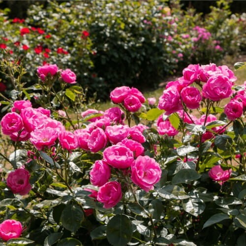 Róża rabatowa 'różowa' (Rosa) Sadzonka C2 (3).jpg