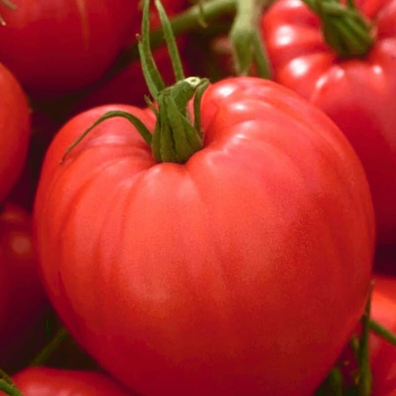 Pomidor OXHEART Bawole Serce nasiona (1).jpg