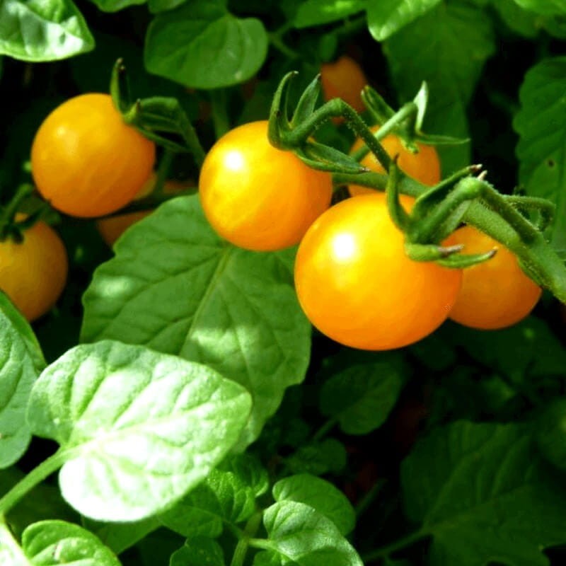 Pomidor SUNGELLA Cherry Yellow NASIONA (2).jpg