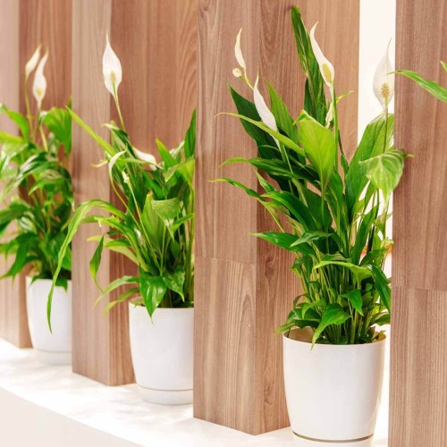 Skrzydłokwiat Bellini roślina domowa P85