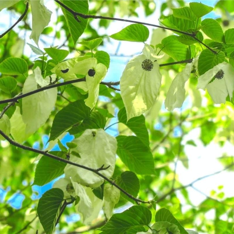 Dawidia Chińska Drzewko Chusteczkowe (Davidia involucrata) Sadzonka XL-C5 (1).jpg