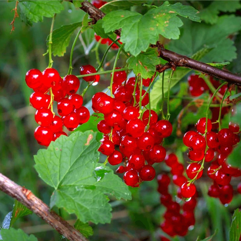Porzeczka czerwona ROVADA (Ribes rubrum) Sadzonka NA PNIU C2 (2).png