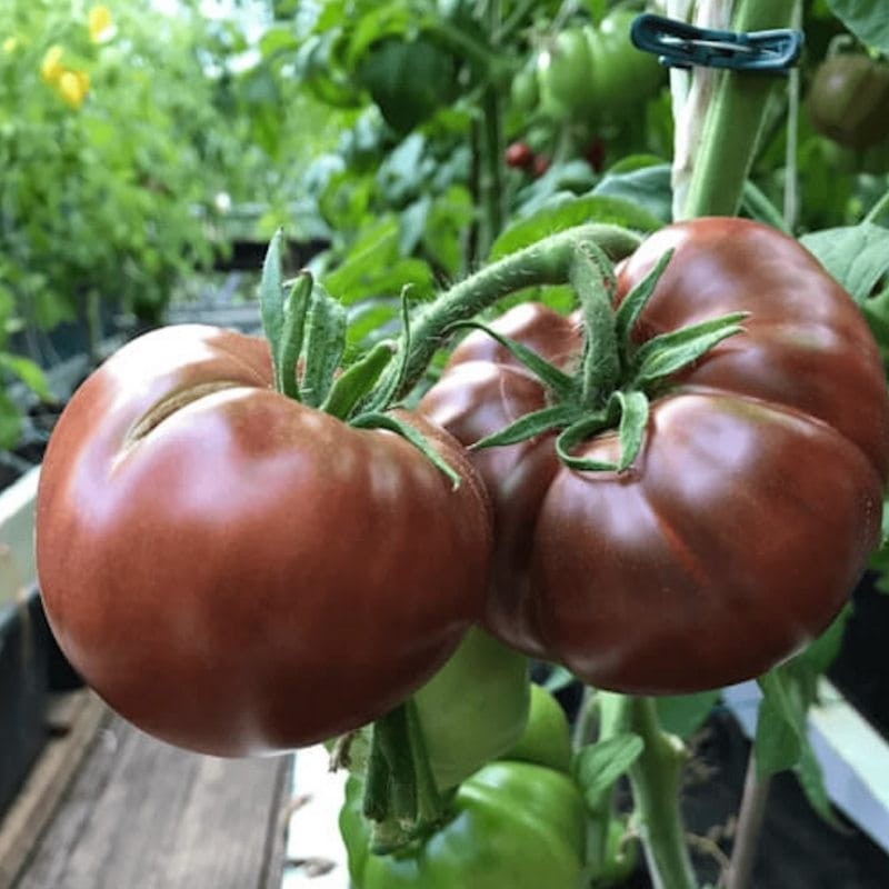 Pomidor CZARNY KSIĄŻE Noire de Crimee nasiona (2).jpg