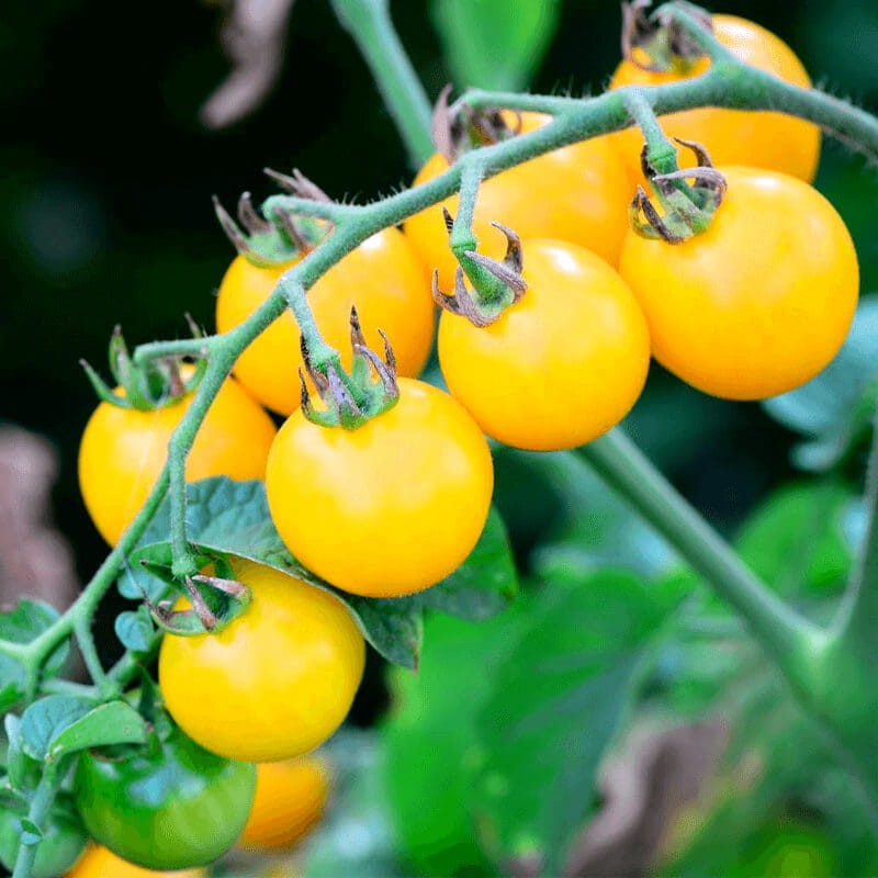 Pomidor SUNGELLA Cherry Yellow NASIONA (1).png