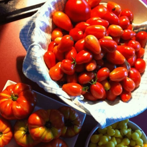 Pomidor DENAR Polska Nowość nasiona 0,5g