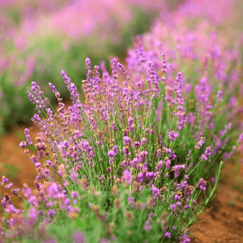 Lawenda różowa sadzonka C1,5