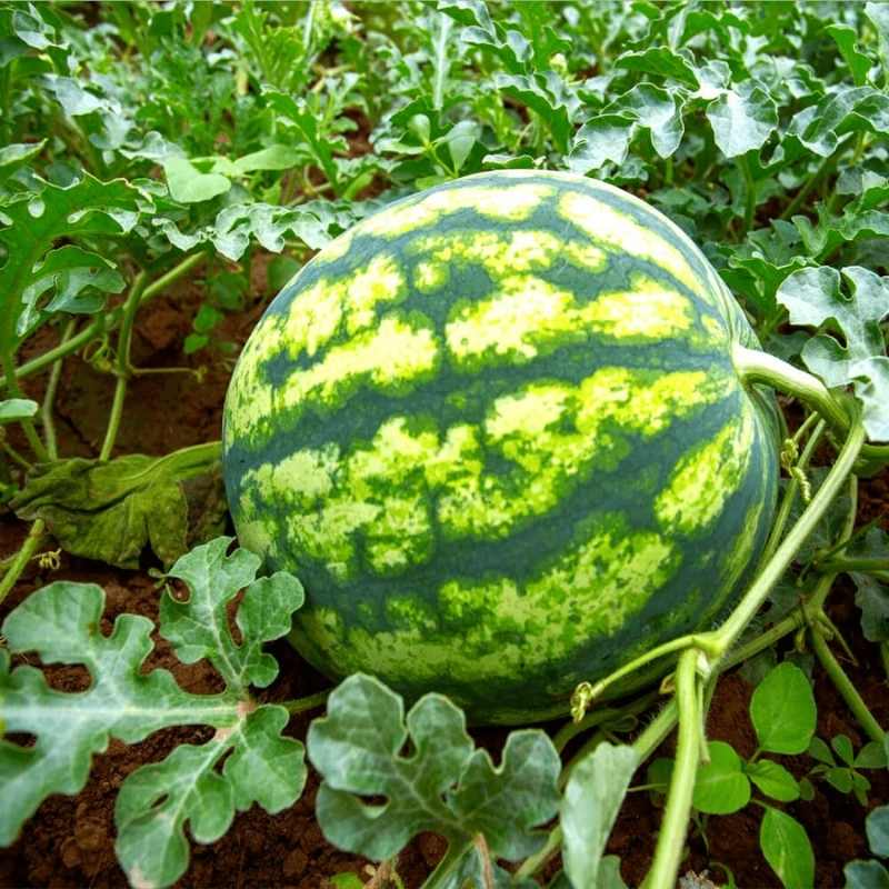 Arbuz, mieszanka odmian (Citrullus lanatus) nasiona 1g (2).jpg