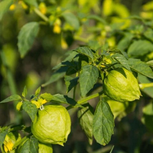 Miechunka POMIDOROWA nasiona 05 g