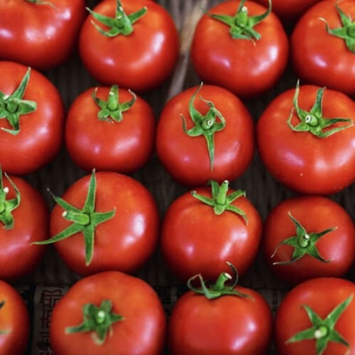 Pomidor PROMYK gruntowy nasiona 0,5g