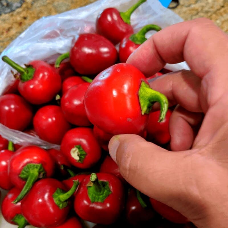 Papryka słodka TopGirl (2).jpg