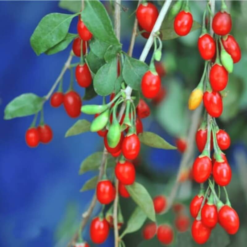 Jagody Goji Kolcowój RED GOJI (Lycuim barbarum) doniczkowana Sadzonka C1.jpg