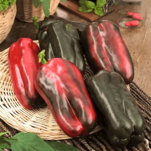 Papryka Słodka GIGANT MARCONI nasiona 10 szt