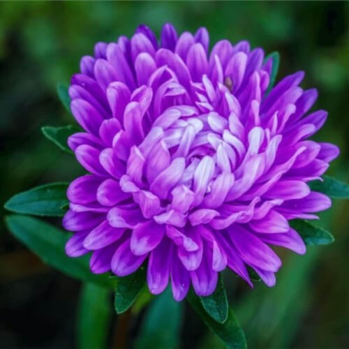 Aster chiński peoniowy - fioletowy nasiona 1g