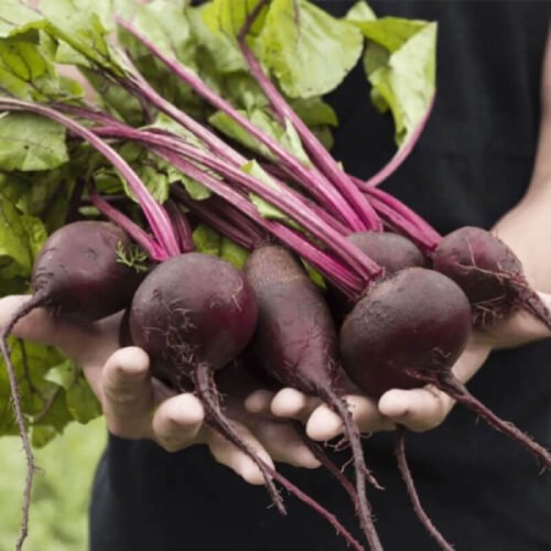 Burak ćwikłowy Egipski D'Egypte nasiona 10g