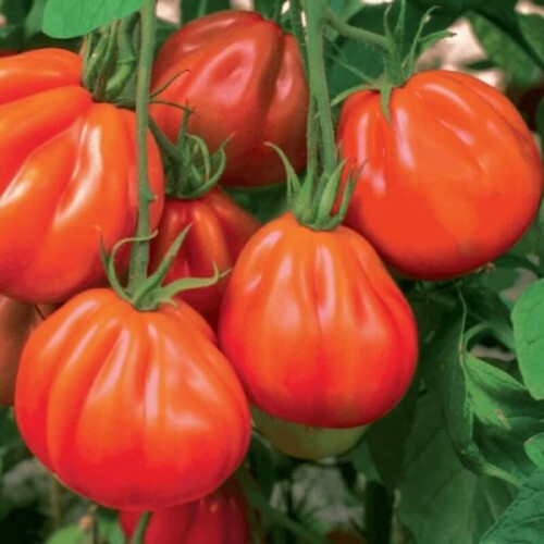 Pomidor RED PEAR Czerwona Gruszka nasiona 0,5g