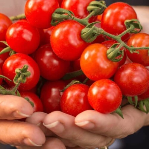 Pomidor CHERRY POKUSA Czereśniowy nasiona 05+0,1g